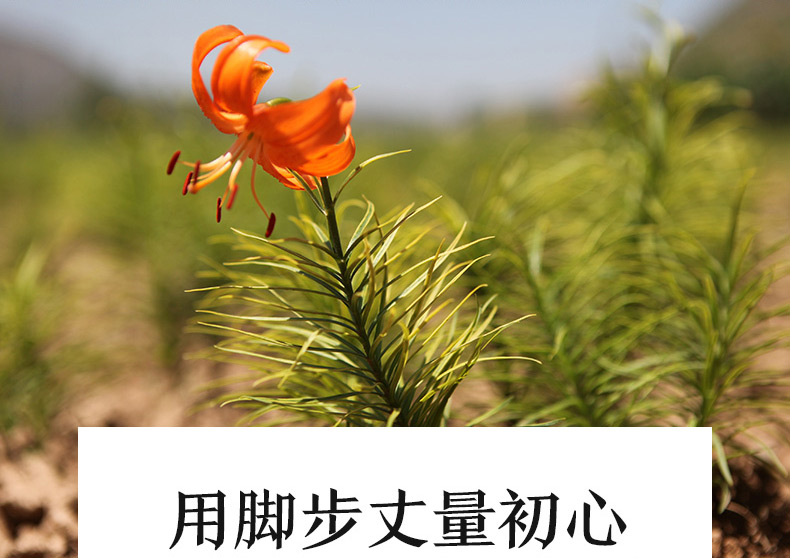 新版-菜百合详情页_08.jpg