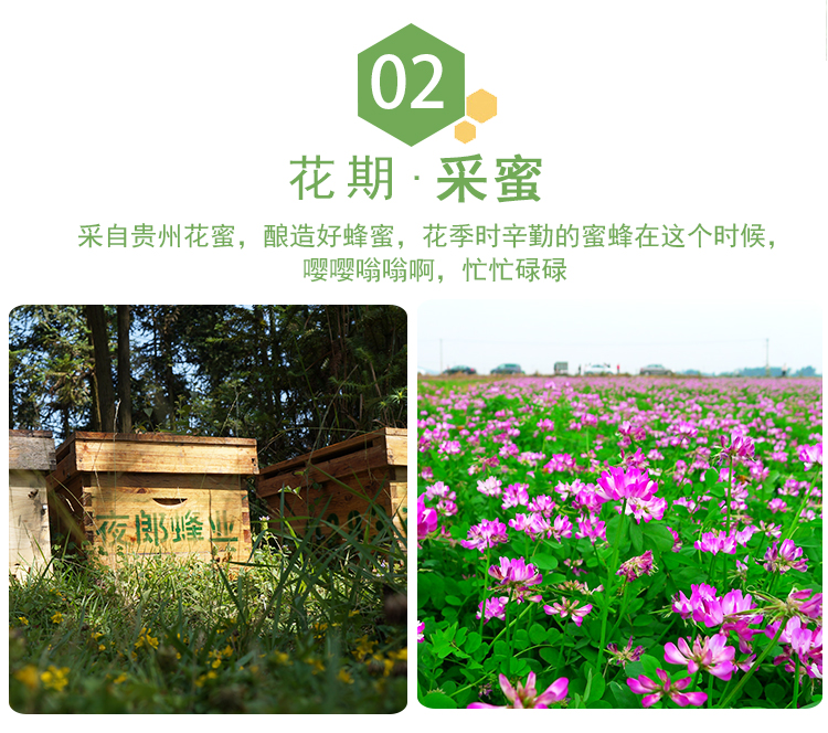 紫云英_11.jpg